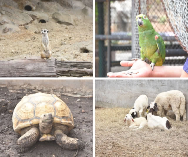 Chic-In : พาโค่ โฮเทล เขาใหญ่ โรงแรมใหม่ บรรยากาศรื่นรมย์ เงียบสงบ คาเฟ่เก๋ อาหารอร่อย