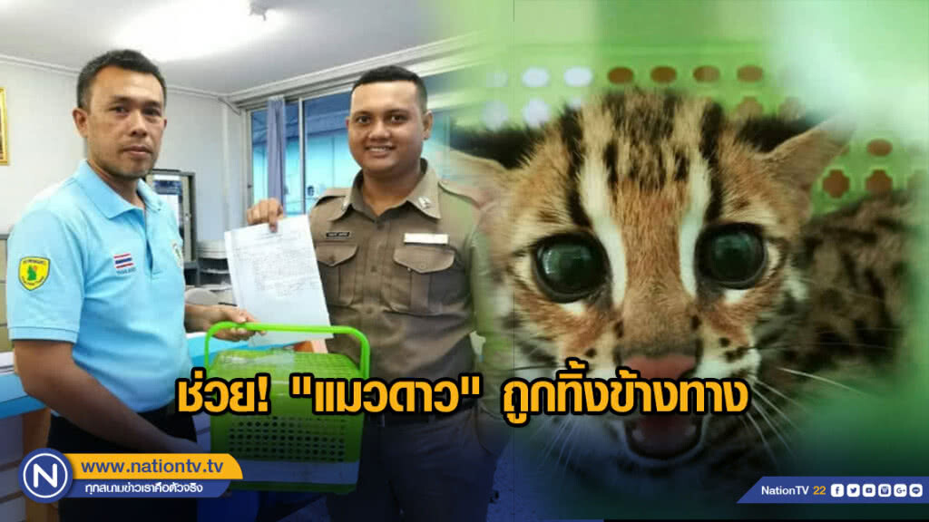 ช่วย! "แมวดาว" ถูกทิ้งข้างทาง