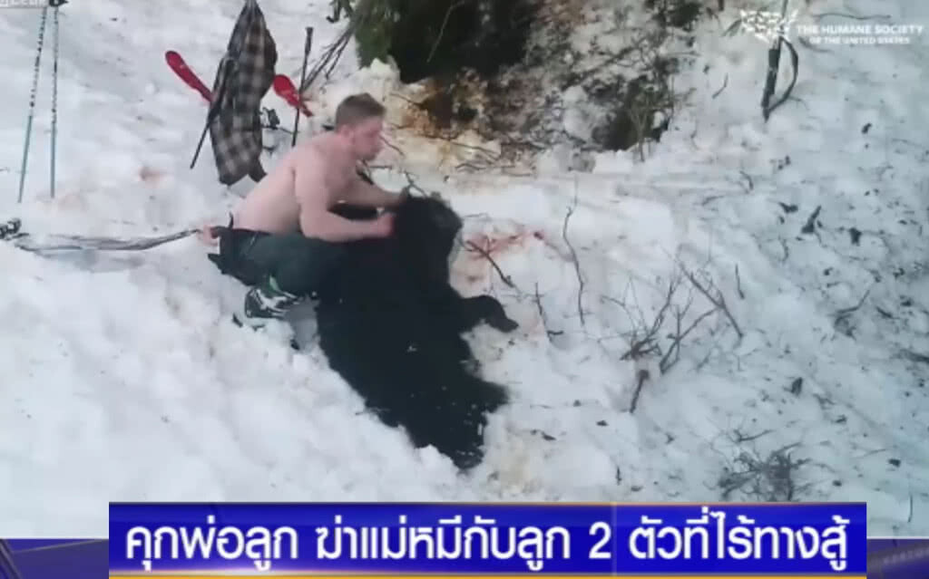 สั่งจำคุก!....พ่อลูกสุดโหด ฆ่าแม่หมีพร้อมลูกแรกเกิด 2 ตัว