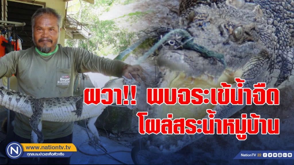 ผวาพบจระเข้น้ำจืด โผล่สระน้ำหมู่บ้าน