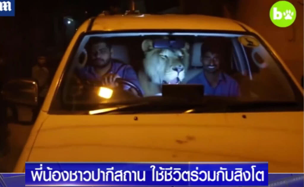2 พี่น้องชาวปากี เลี้ยงสิงโตเป็นสัตว์เลี้ยง ไปไหนไปด้วยกัน