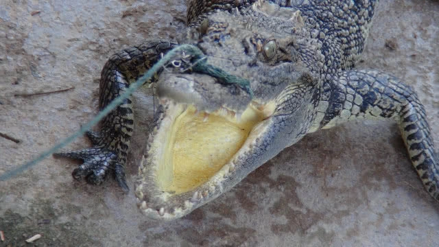 ผวาพบจระเข้น้ำจืด โผล่สระน้ำหมู่บ้าน