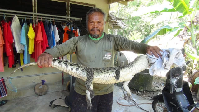 ผวาพบจระเข้น้ำจืด โผล่สระน้ำหมู่บ้าน