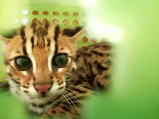 ช่วย! "แมวดาว" ถูกทิ้งข้างทาง