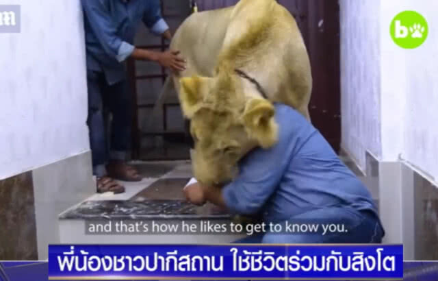 2 พี่น้องชาวปากี เลี้ยงสิงโตเป็นสัตว์เลี้ยง ไปไหนไปด้วยกัน