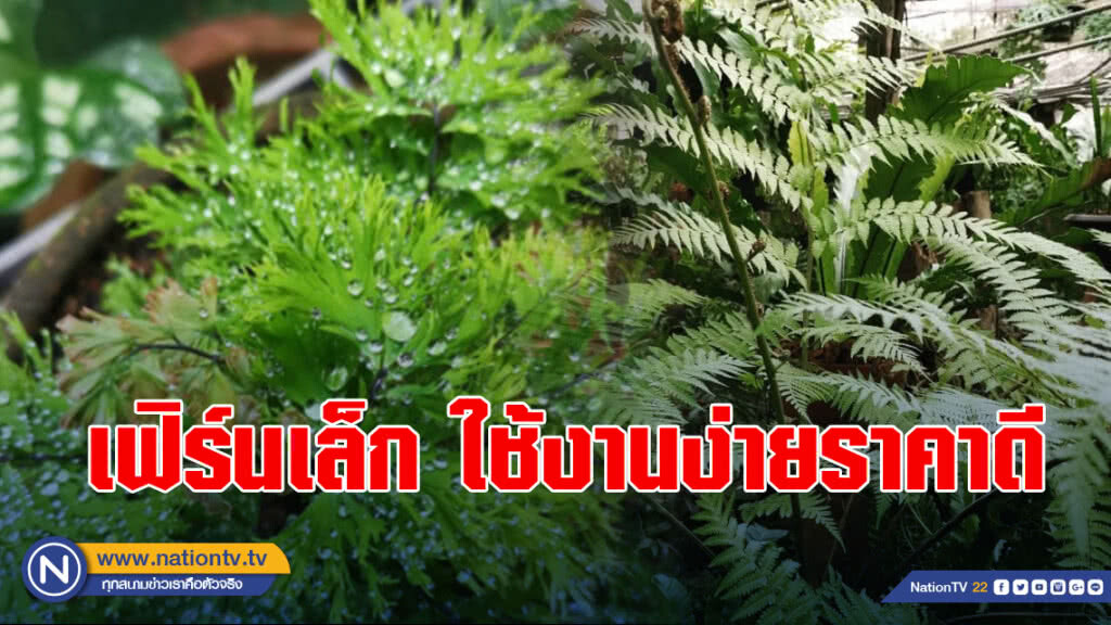 เฟิร์นเล็ก ใช้งานง่ายราคาดี