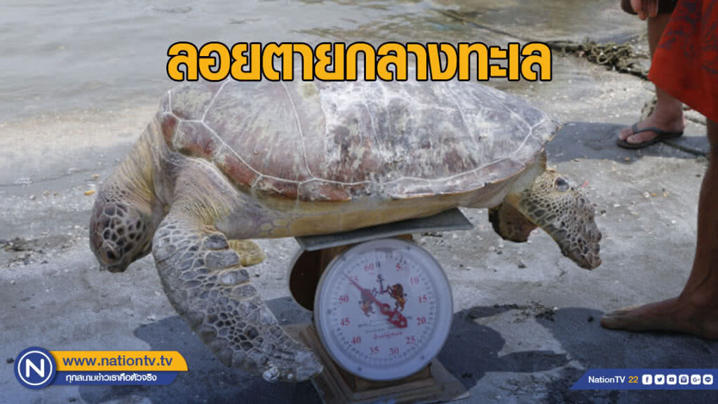 เต่าตนุ ลอยตายกลางทะเล เต่าตนุ ลอยตายกลางทะเล
