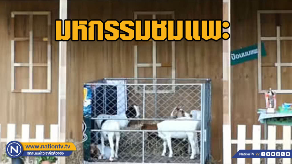 มหกรรมชมแพะ @ชุมพร
