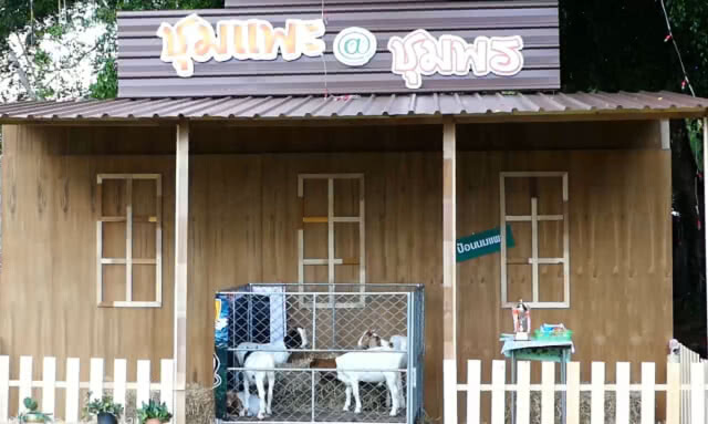 มหกรรมชมแพะ @ชุมพร