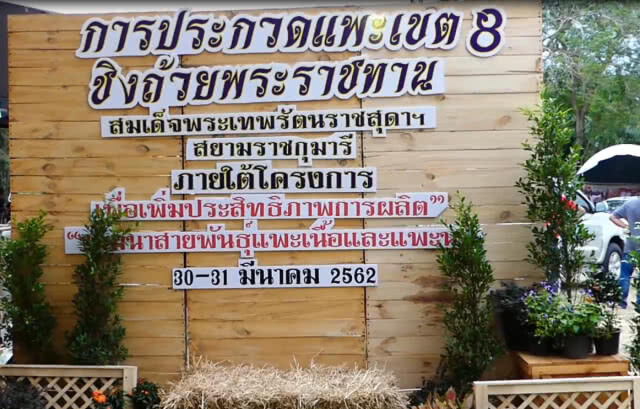 มหกรรมชมแพะ @ชุมพร
