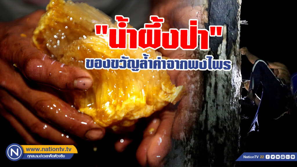 "น้ำผึ้งป่า" ของขวัญล้ำค่าจากพงไพร