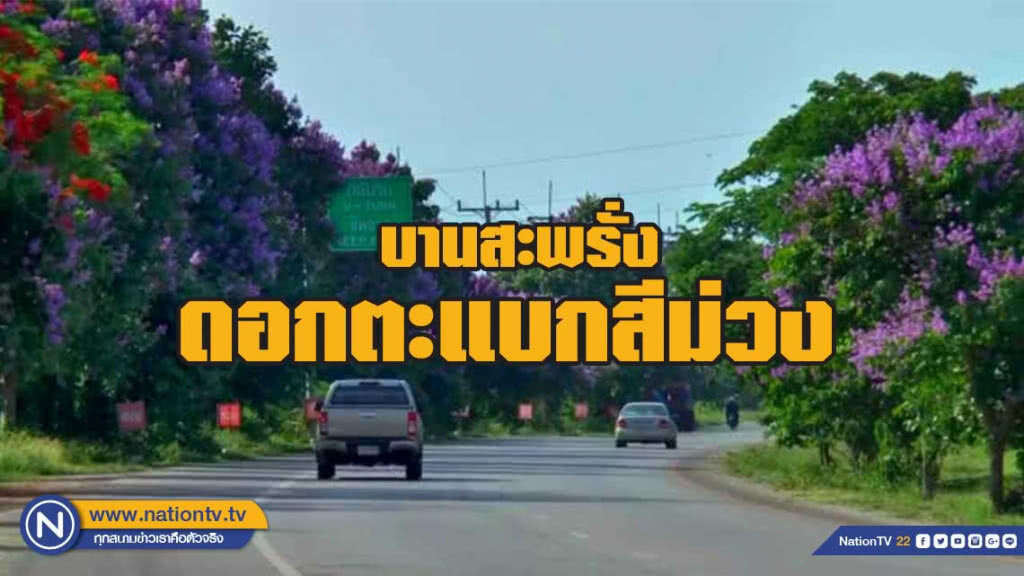 ตะแบกบาน สะพรั่งสองฝั่งถนน ณ.พะเยา ตะแบกบาน สะพรั่งสองฝั่งถนน ณ.พะเยา