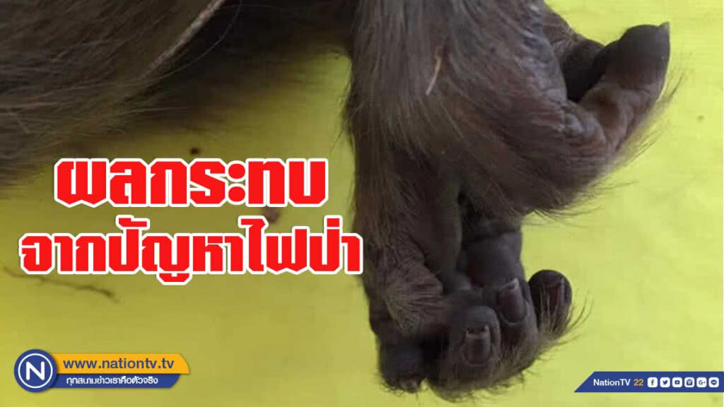 "ลิงวอก" ต้องตายจากไฟป่า อ.เชียงดาว!!