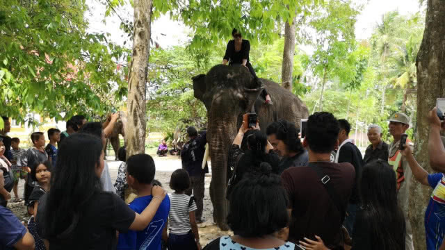 ขบวนช้าง 9 เชือก ร่วมแห่ศพ