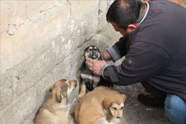 เจ้าของร้านชำในตุรกี เมาท์ทูเมาท์ ช่วยชีวิตลูกหมาจรจัด