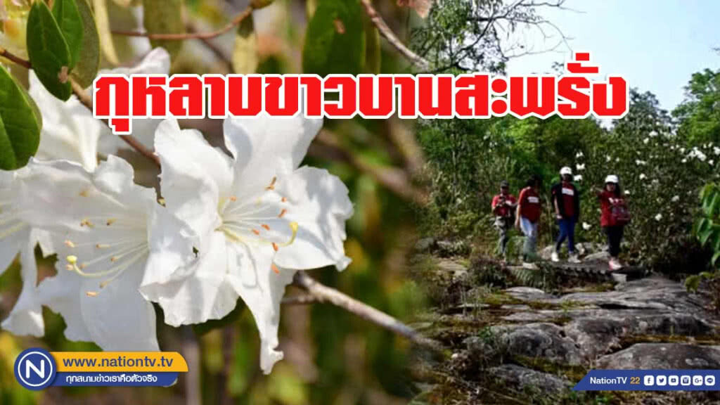 กุหลาบขาวบานสะพรั่ง อช.ภูหินร่องกล้า