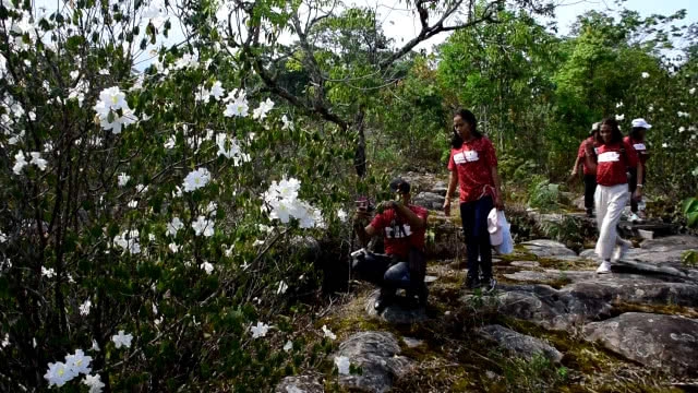 กุหลาบขาวบานสะพรั่ง อช.ภูหินร่องกล้า