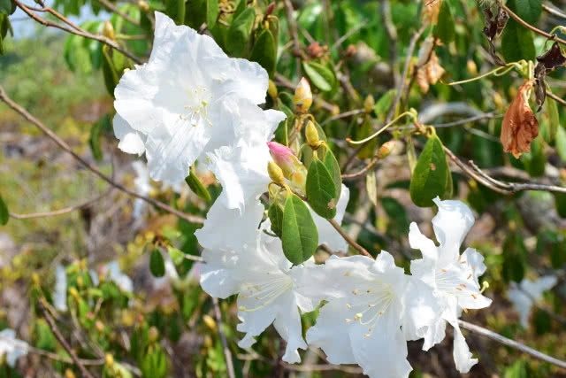 กุหลาบขาวบานสะพรั่ง อช.ภูหินร่องกล้า