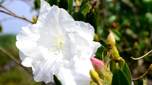 กุหลาบขาวบานสะพรั่ง อช.ภูหินร่องกล้า