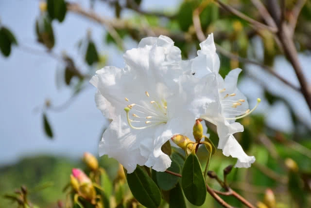 กุหลาบขาวบานสะพรั่ง อช.ภูหินร่องกล้า