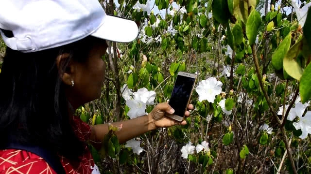 กุหลาบขาวบานสะพรั่ง อช.ภูหินร่องกล้า