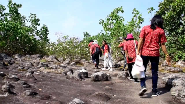 กุหลาบขาวบานสะพรั่ง อช.ภูหินร่องกล้า