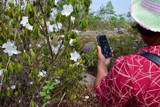 กุหลาบขาวบานสะพรั่ง อช.ภูหินร่องกล้า