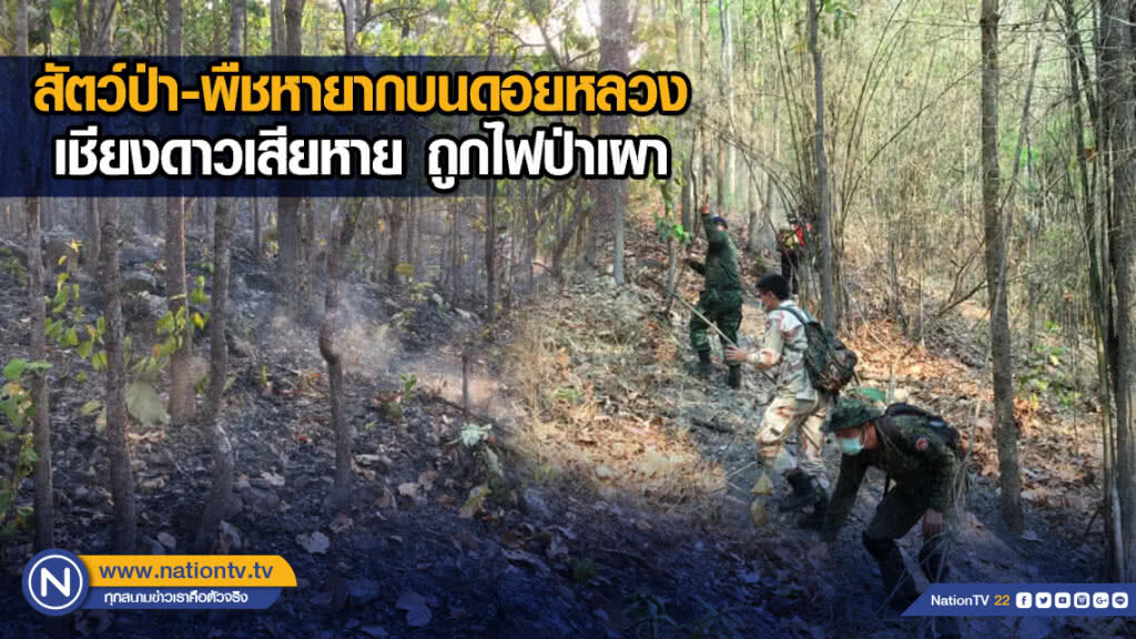 สัตว์ป่า-พืชหายากบนดอยหลวงเชียงดาวเสียหาย ถูกไฟป่าเผา สัตว์ป่า-พืชหายากบนดอยหลวงเชียงดาวเสียหาย ถูกไฟป่าเผา