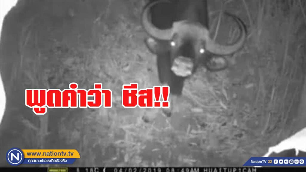 พบกระทิงขี้สงสัย!​ ยืนงงหน้ากล้องดักถ่าย เขตรักษา​พันธุ์​สัตว์ป่า​ห้วย​ทับทัน​