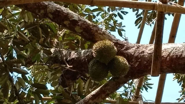 ทุเรียน ลูกละ 40,000!!