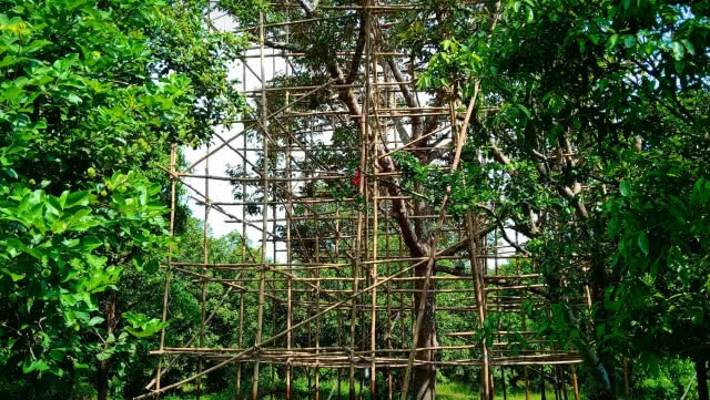 ทุเรียน ลูกละ 40,000!!