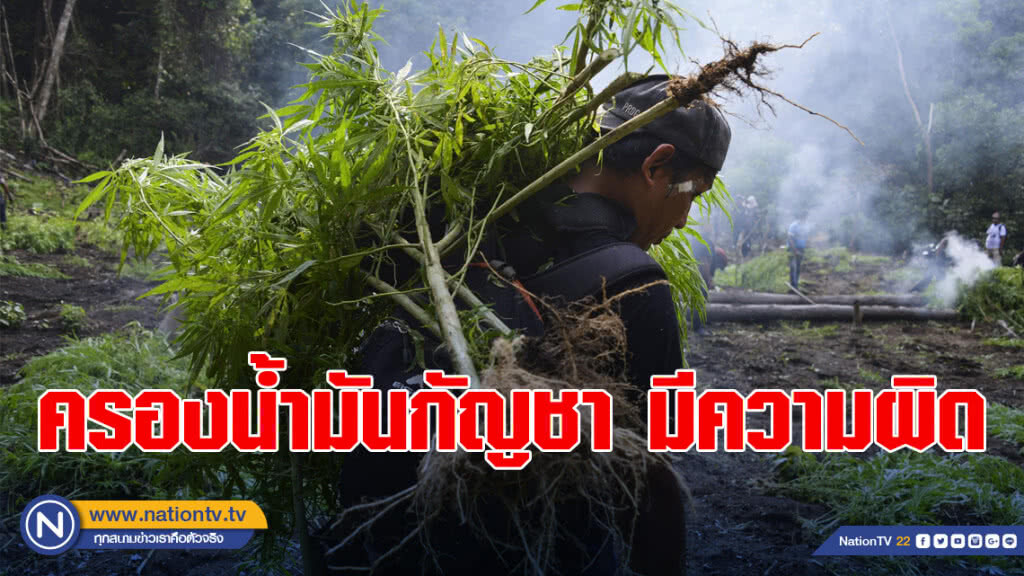 ป.ป.ส. เตือนครอบครอง ขาย-จ่ายแจกน้ำมันกัญชา ถือเป็นความผิด