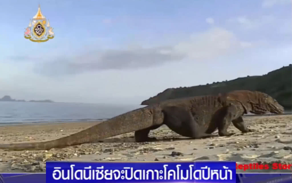 อินโดฯ เตรียมปิด "เกาะโคโมโด" หลังคนแอบขโมยไข่มังกรขาย ตปท.
