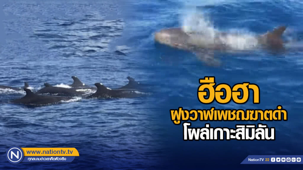 ฮือฮา ฝูงวาฬเพชฌฆาตดำ โผล่เกาะสิมิลัน