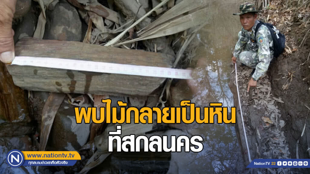 อช.พบ ไม้กลายเป็นหิน ที่สกลนคร อช.พบ ไม้กลายเป็นหิน ที่สกลนคร