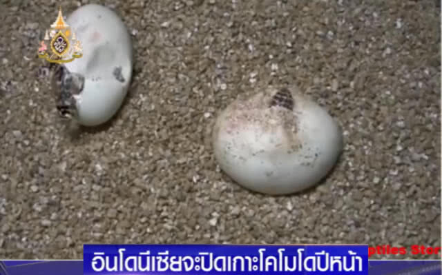 อินโดฯ เตรียมปิด "เกาะโคโมโด" หลังคนแอบขโมยไข่มังกรขาย ตปท.