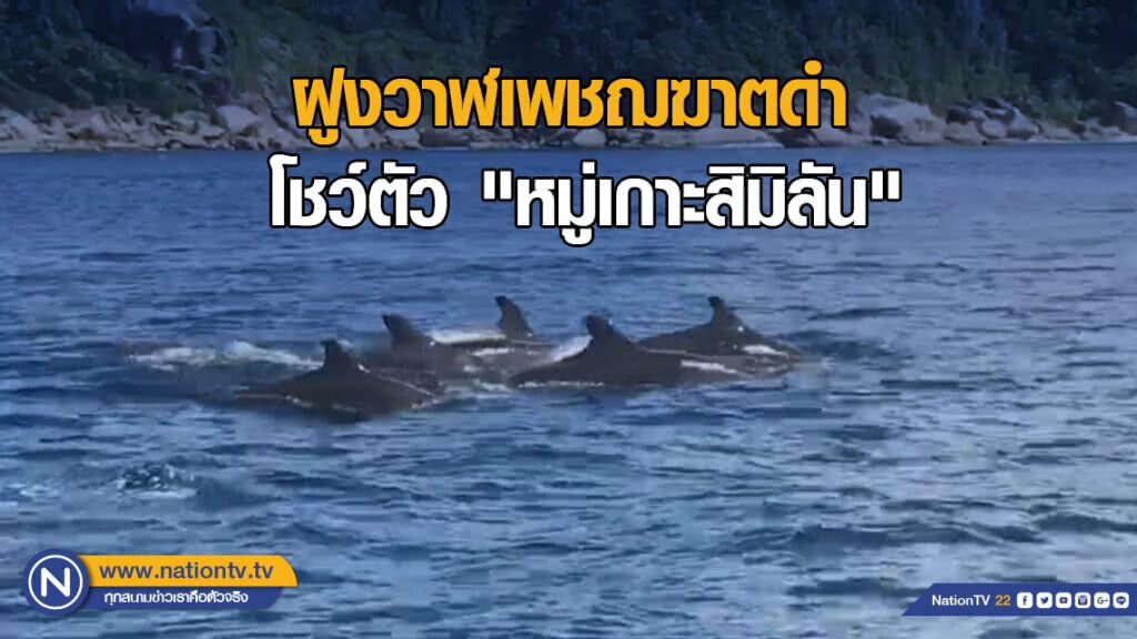 ฝูงวาฬเพชฌฆาตดำ โชว์ตัว "หมู่เกาะสิมิลัน"