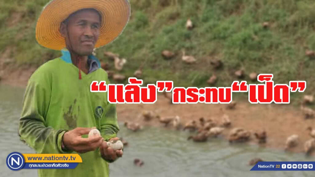 แล้งกระทบเป็ดไล่ทุ่ง ออกไข่ลดลง