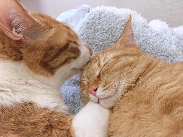 ญี่ปุ่นเปิดตัวมอยเจอร์ไรเซอร์นุ่มประดุจแมวเลีย