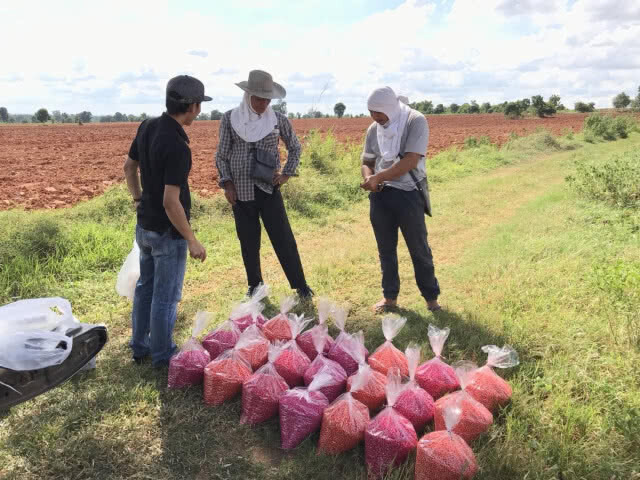 โครงการ "เกษตรกรพึ่งตน ข้าวโพดยั่งยืน" สู่ปีที่ 4