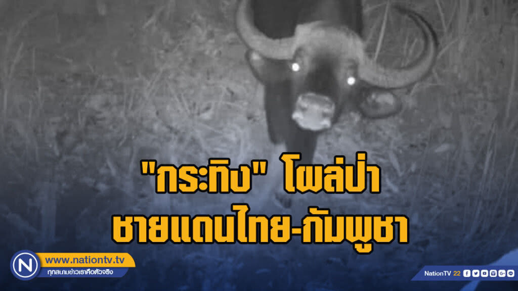 "กระทิง" โผล่ป่าชายแดนไทย-กัมพูชา รอบ10ปี