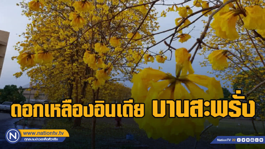 ดอกเหลืองอินเดียนับ 100 ต้น บานสะพรั่งเหลืองอร่ามหน้าแล้ง