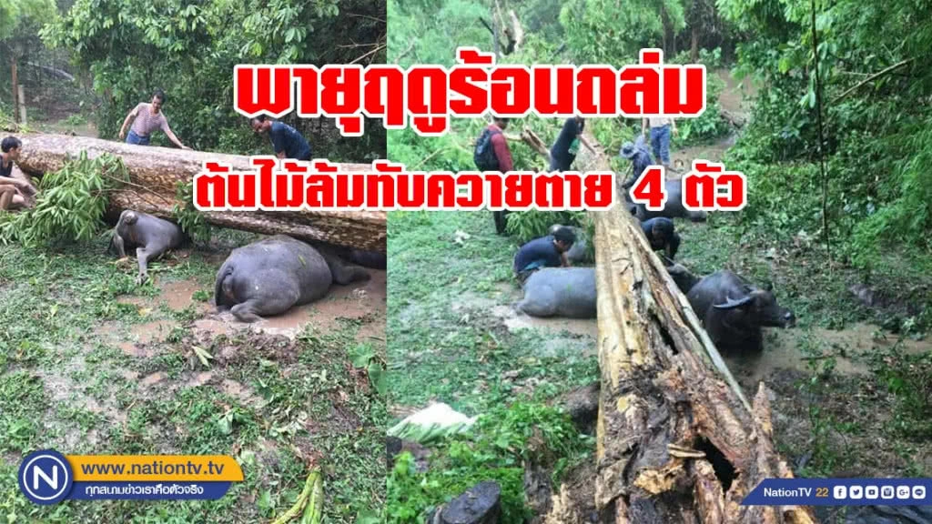 พายุฤดูร้อนถล่ม ต้นไม้ล้มทับควายตาย 4 ตัว