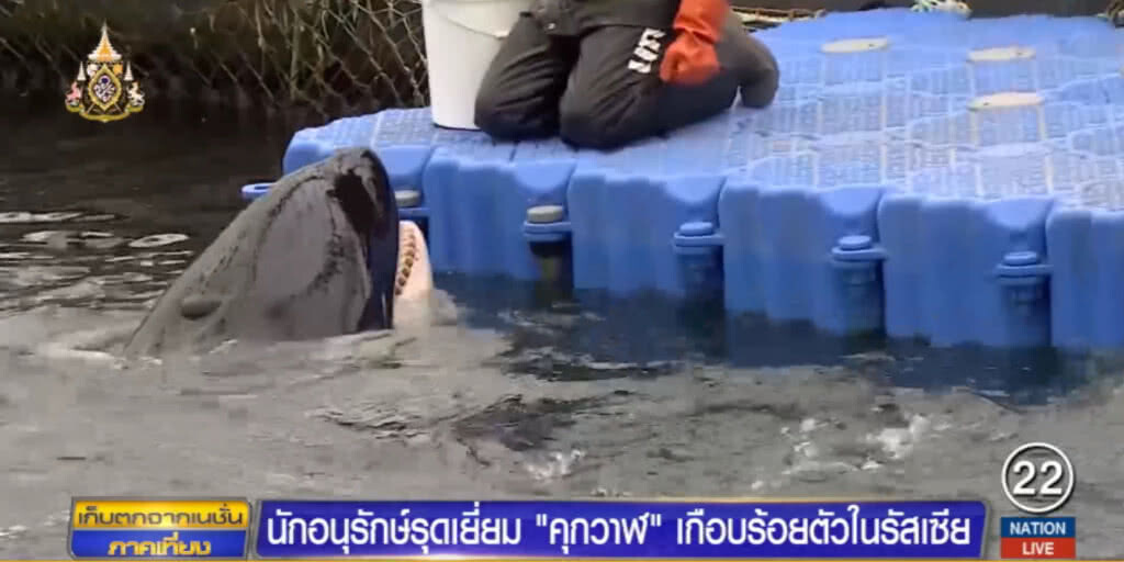 นักอนุรักษ์เยี่ยม "คุกวาฬ" ที่ขังไว้ขายในตลาดมืดเกือบ 100 ตัว
