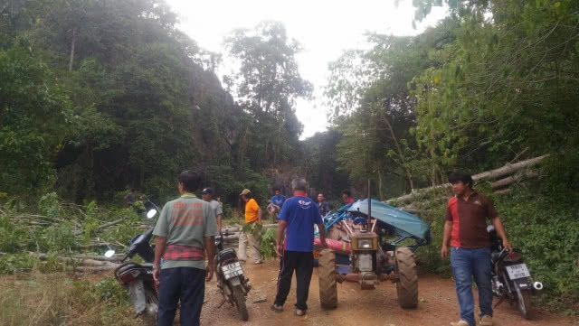 พายุฤดูร้อนถล่ม ต้นไม้ล้มทับควายตาย 4 ตัว