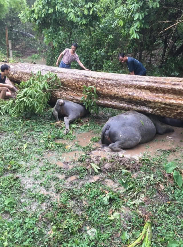 พายุฤดูร้อนถล่ม ต้นไม้ล้มทับควายตาย 4 ตัว