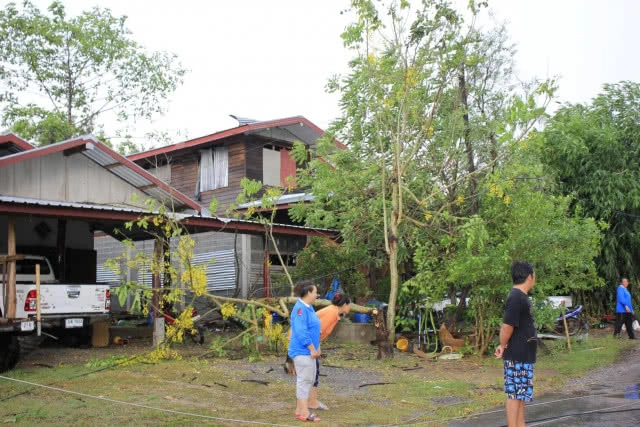 พายุฤดูร้อนถล่ม ต้นไม้ล้มทับควายตาย 4 ตัว