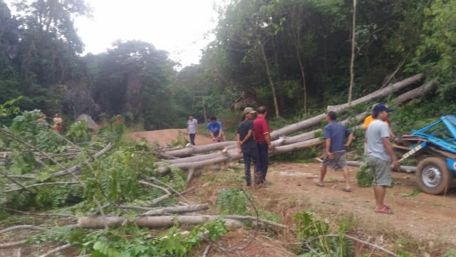 พายุฤดูร้อนถล่ม ต้นไม้ล้มทับควายตาย 4 ตัว