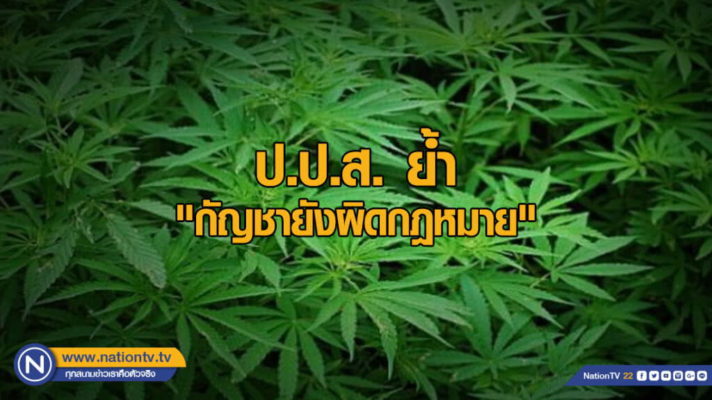 ป.ป.ส. ย้ำ "กัญชายังผิดกฎหมาย"