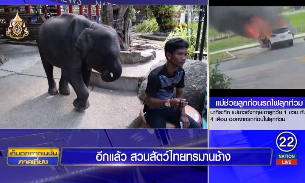 อีกแล้ว สวนสัตว์ไทยทรมานช้าง อีกแล้ว สวนสัตว์ไทยทรมานช้าง